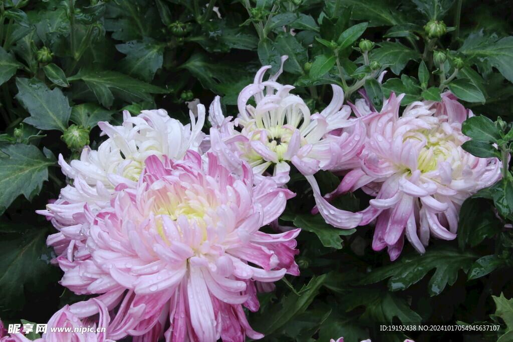 菊花  