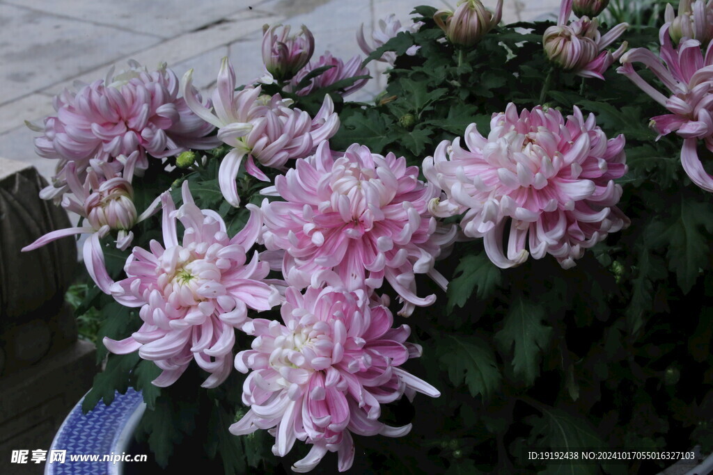 菊花  