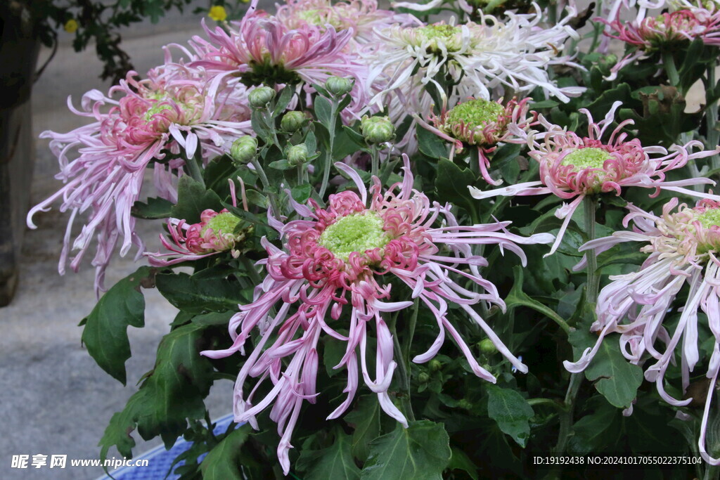 菊花  