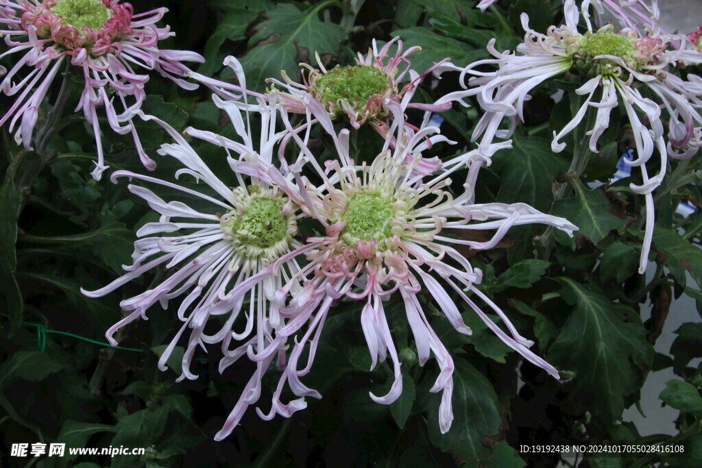 菊花 