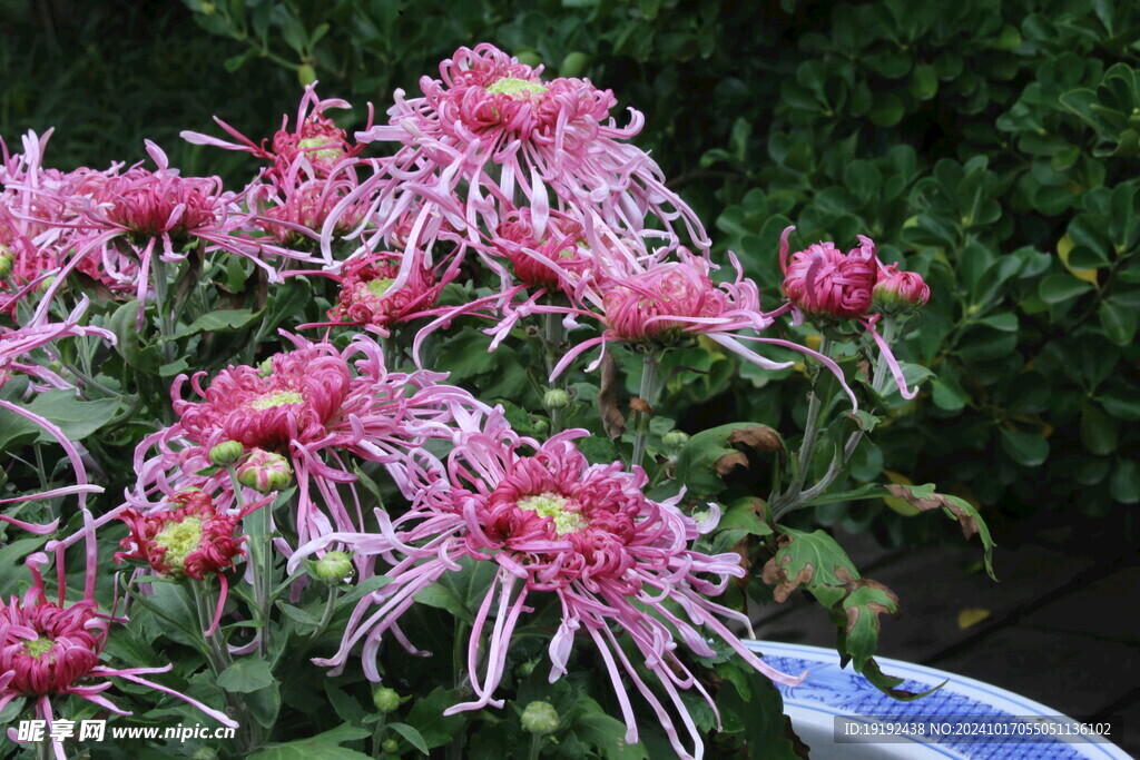 菊花  