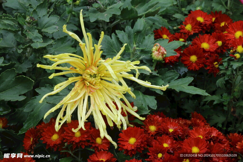 菊花  