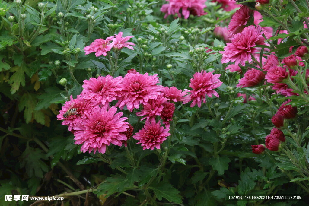 菊花  