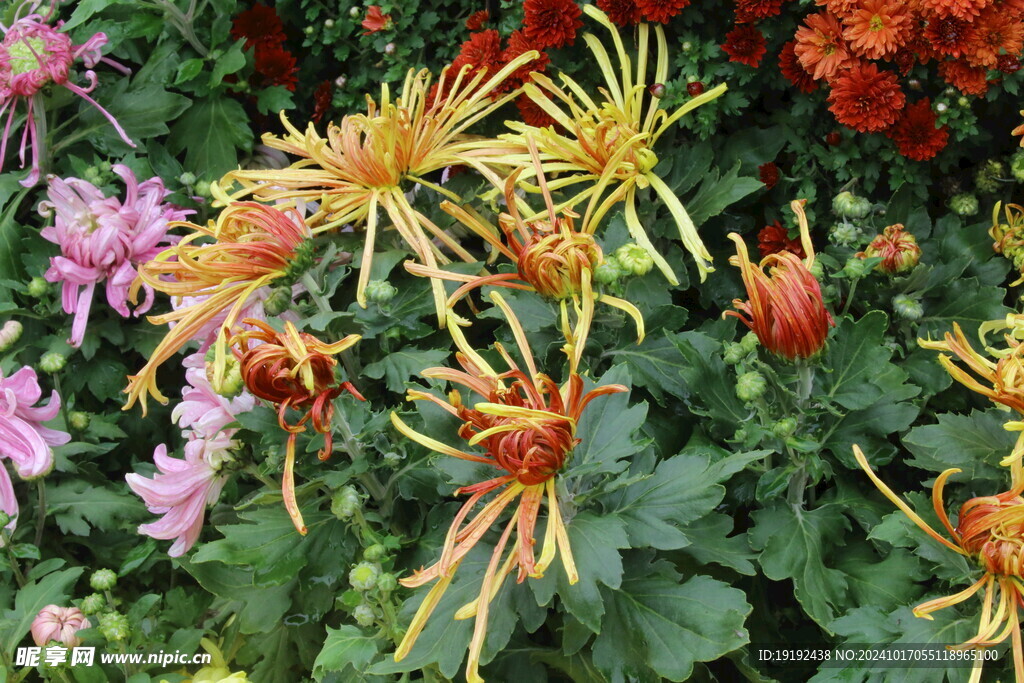 菊花 