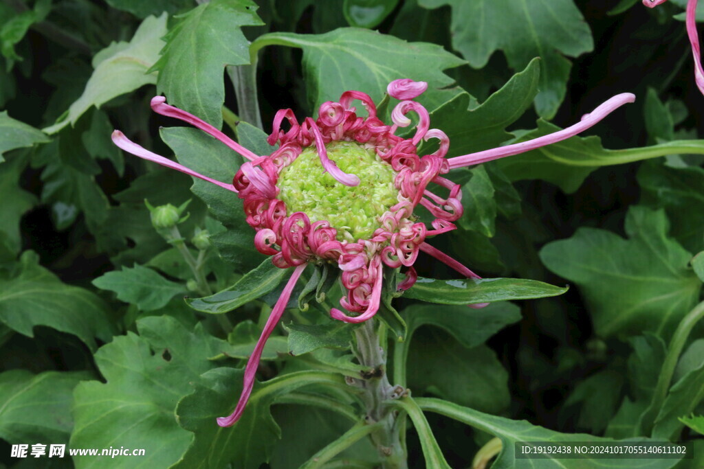 菊花  