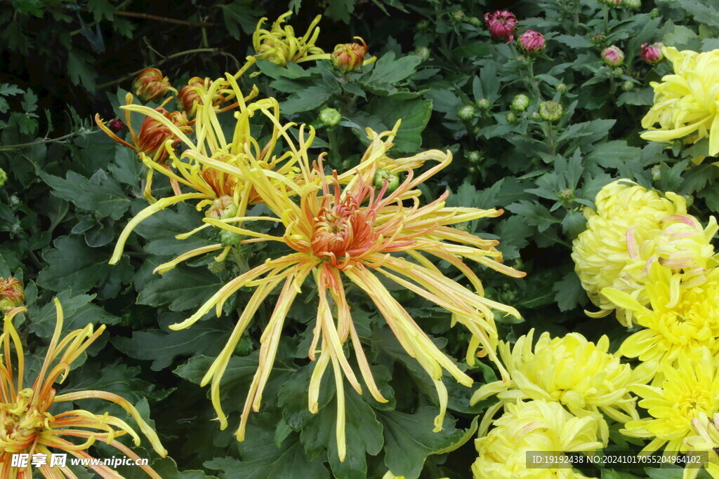 菊花 