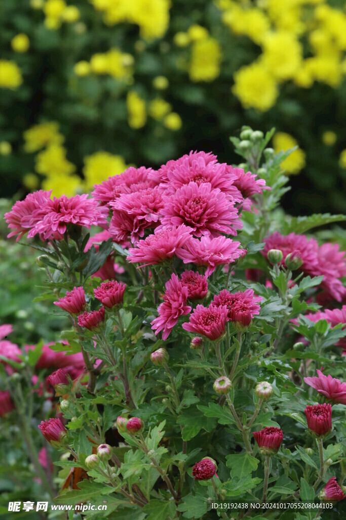 菊花  