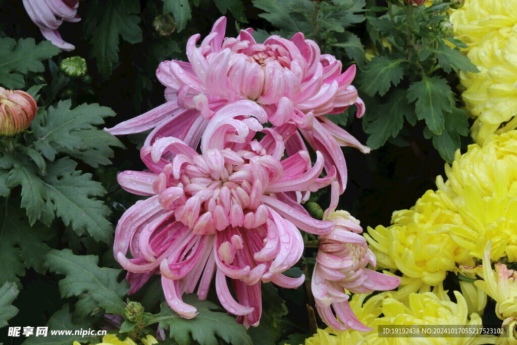 菊花 