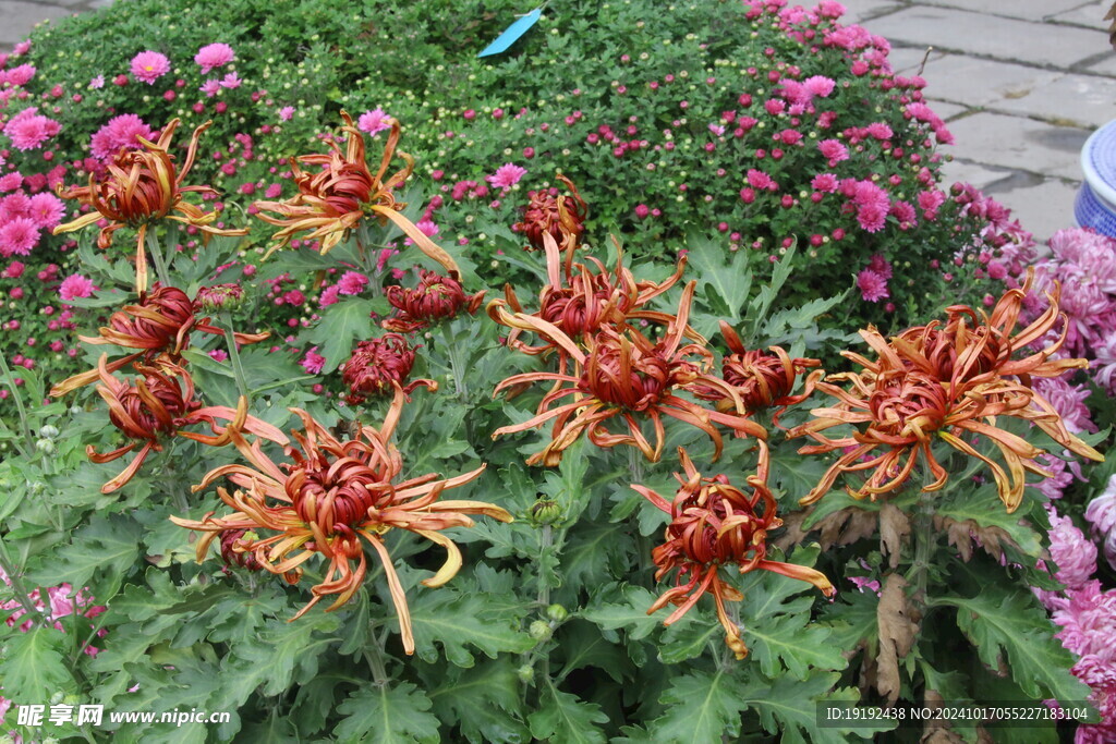 菊花  