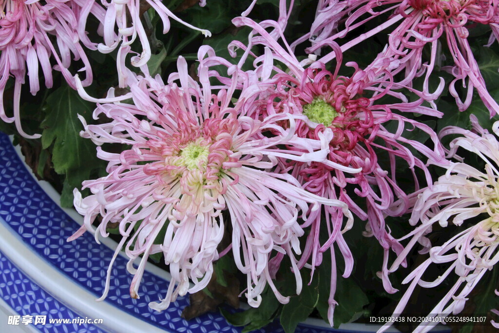 菊花 