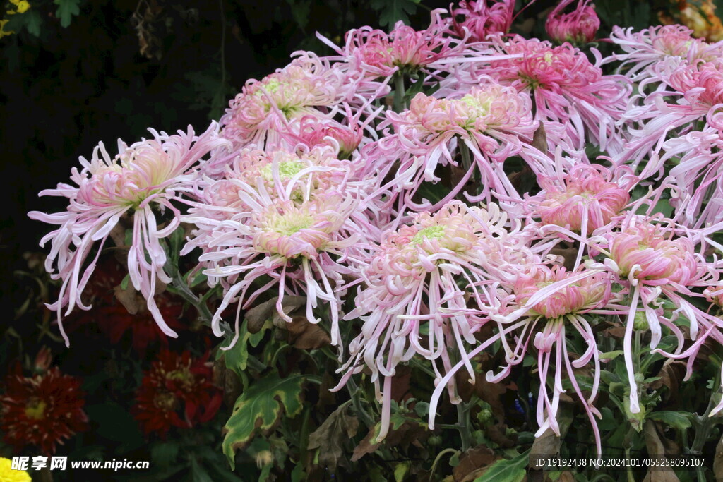 菊花  