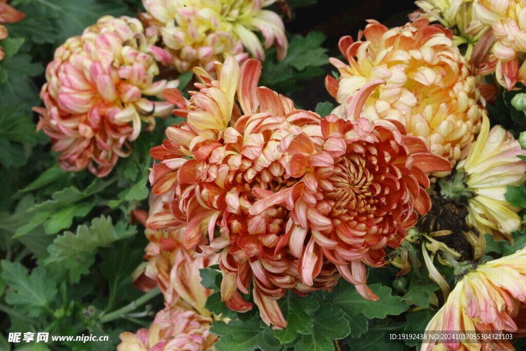 菊花 