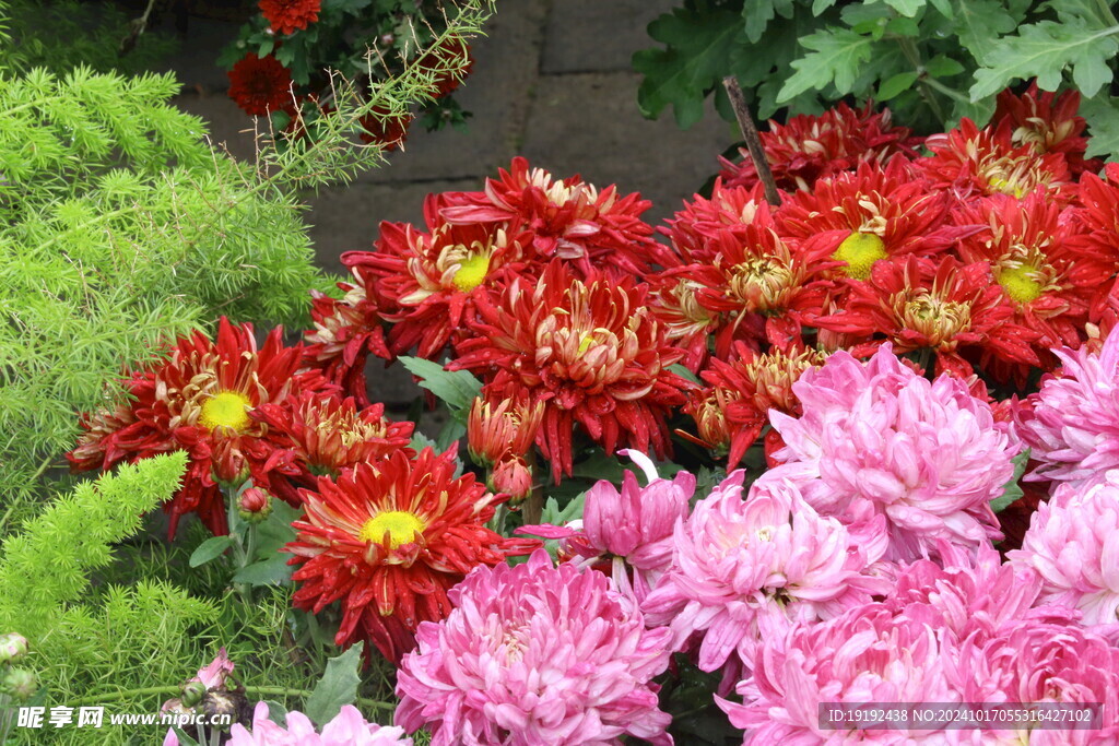 菊花  