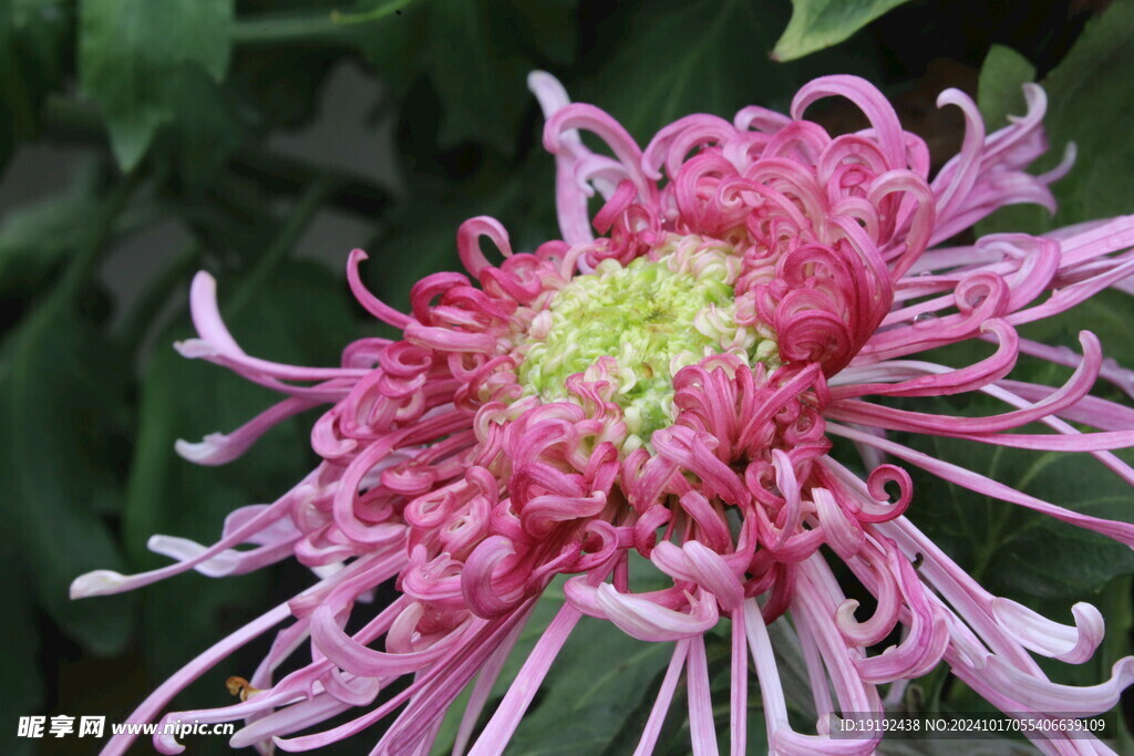 菊花  