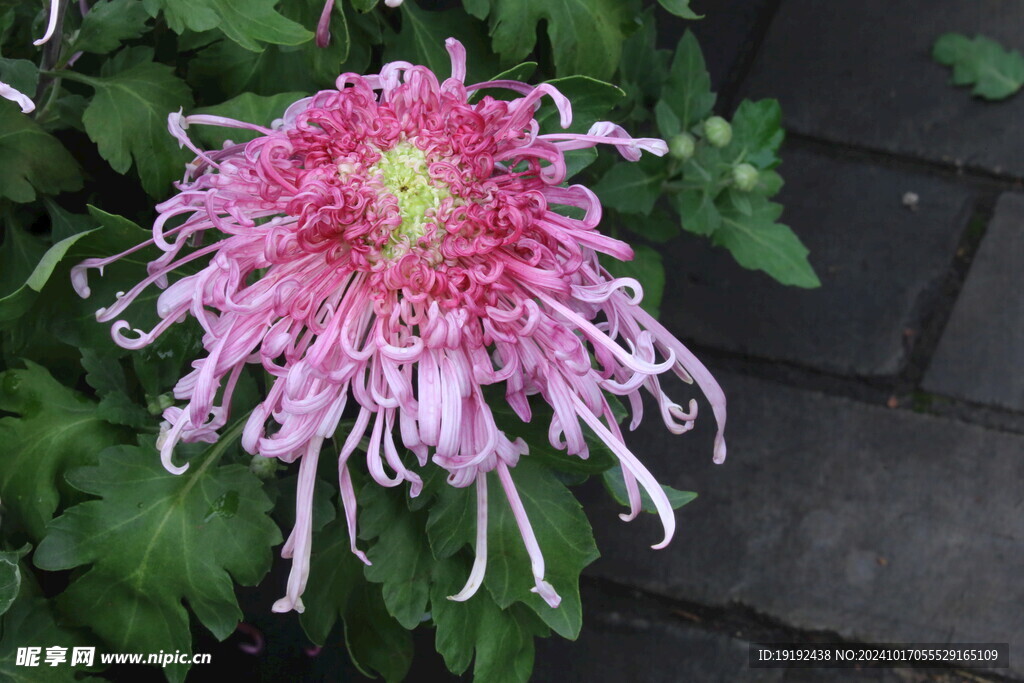 菊花  