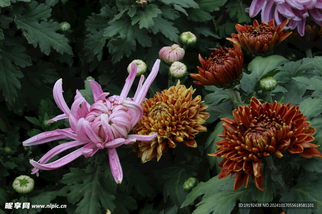 菊花 