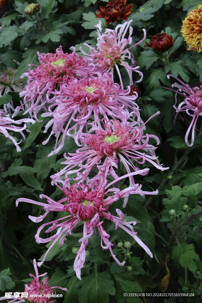 菊花 