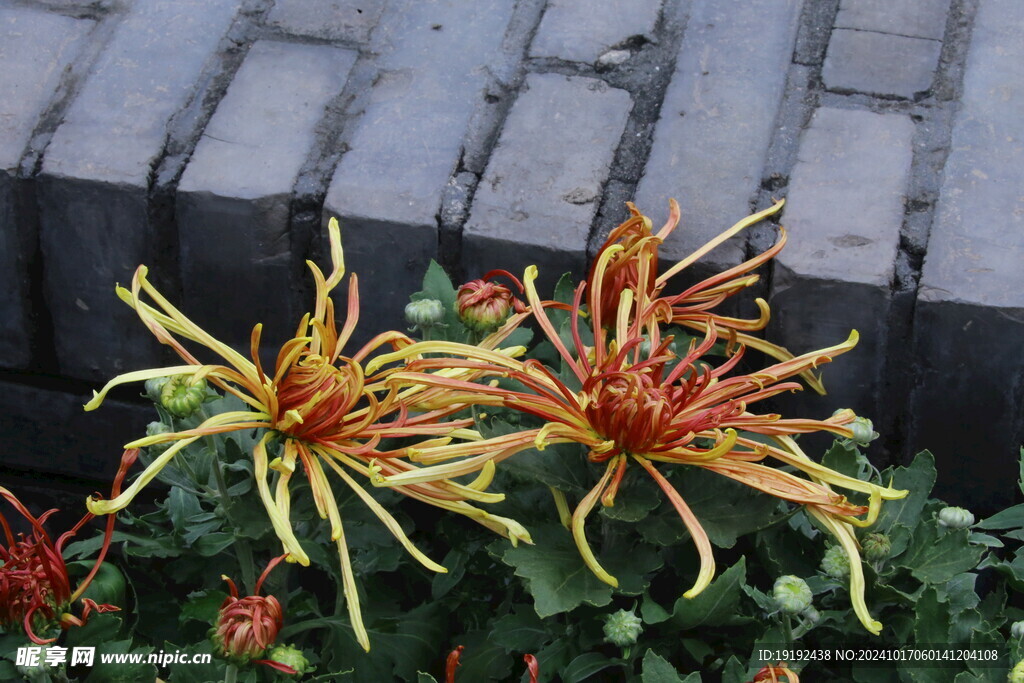 菊花 