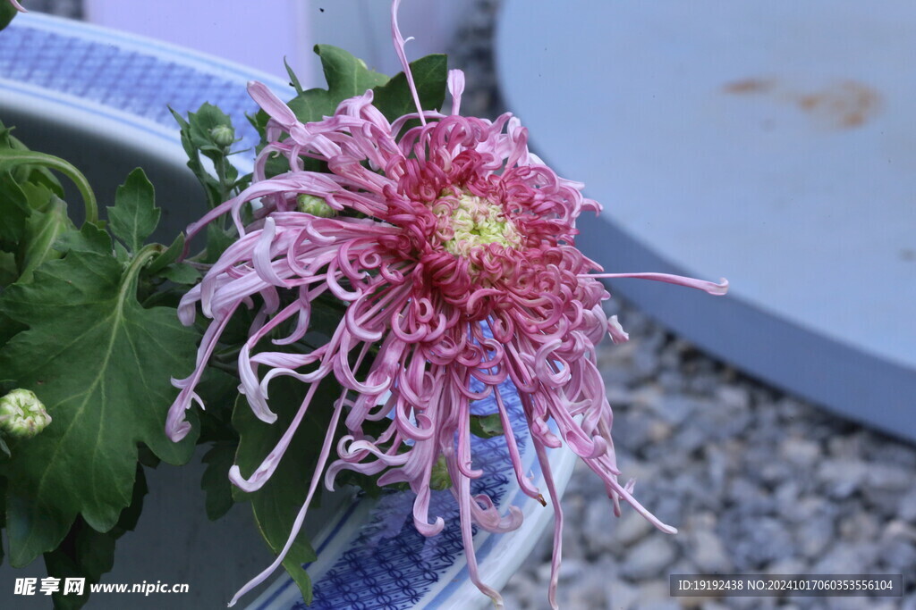 菊花  