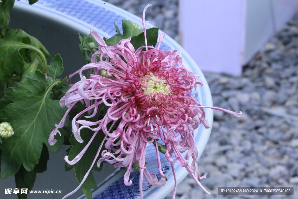 菊花  