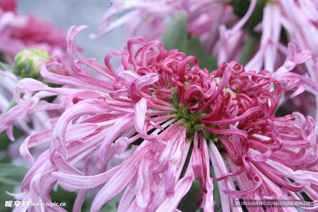 菊花 