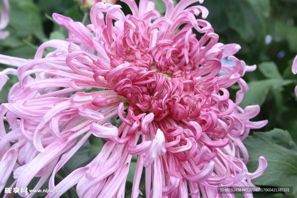 菊花  