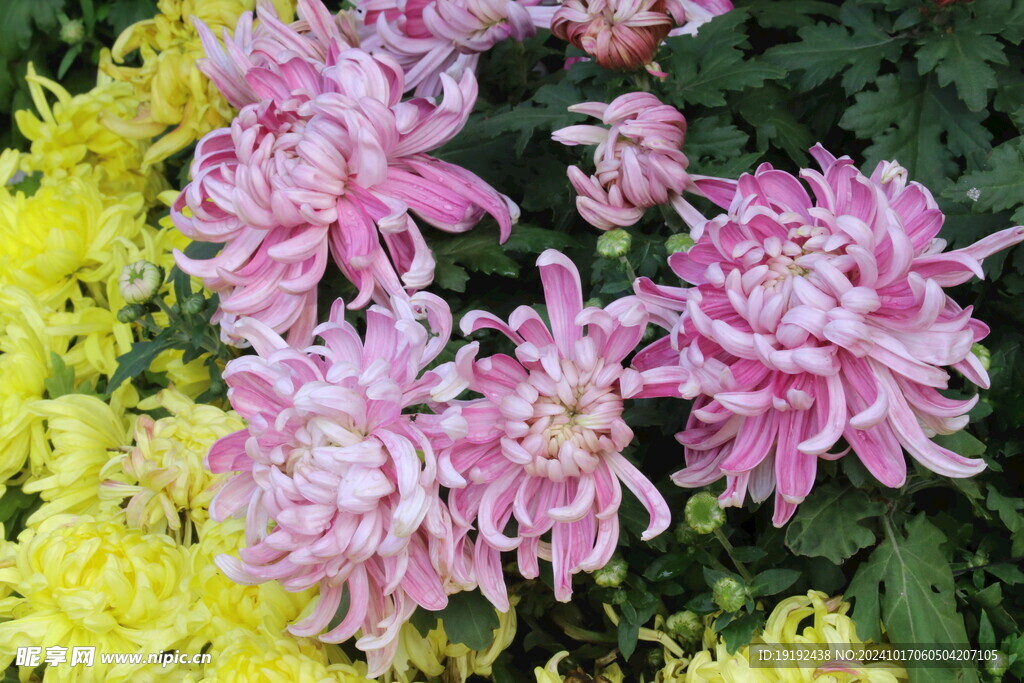 菊花 