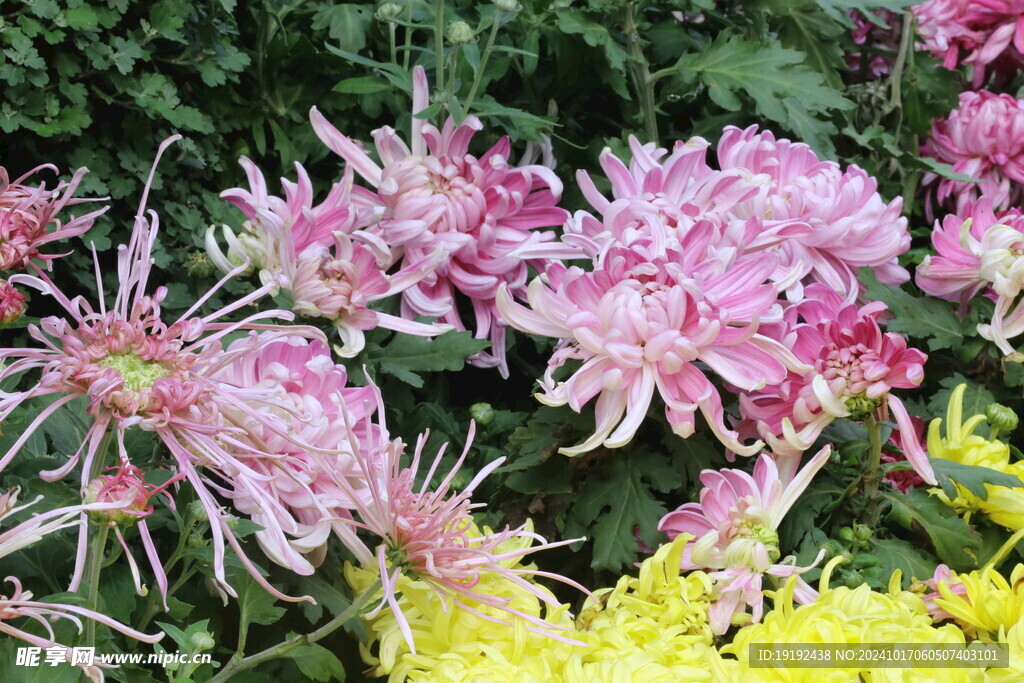 菊花 