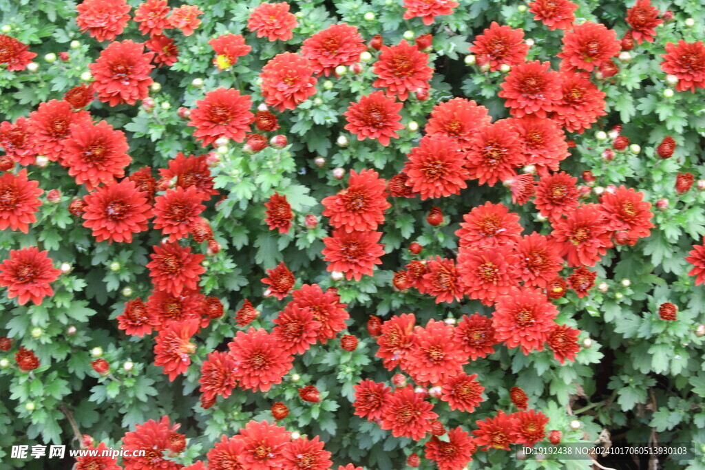 菊花  