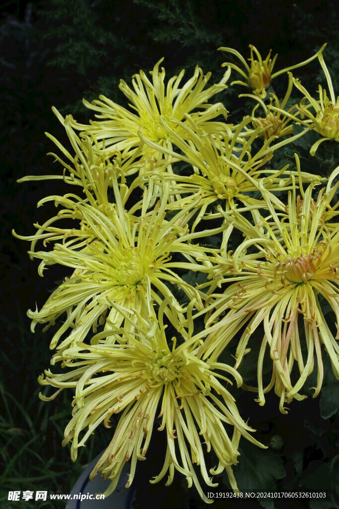 菊花  