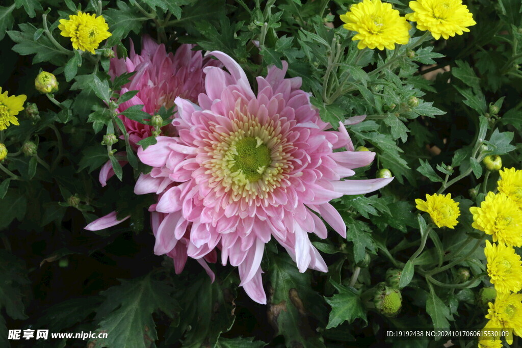 菊花 