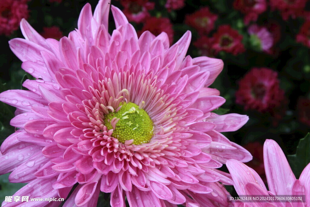 菊花  