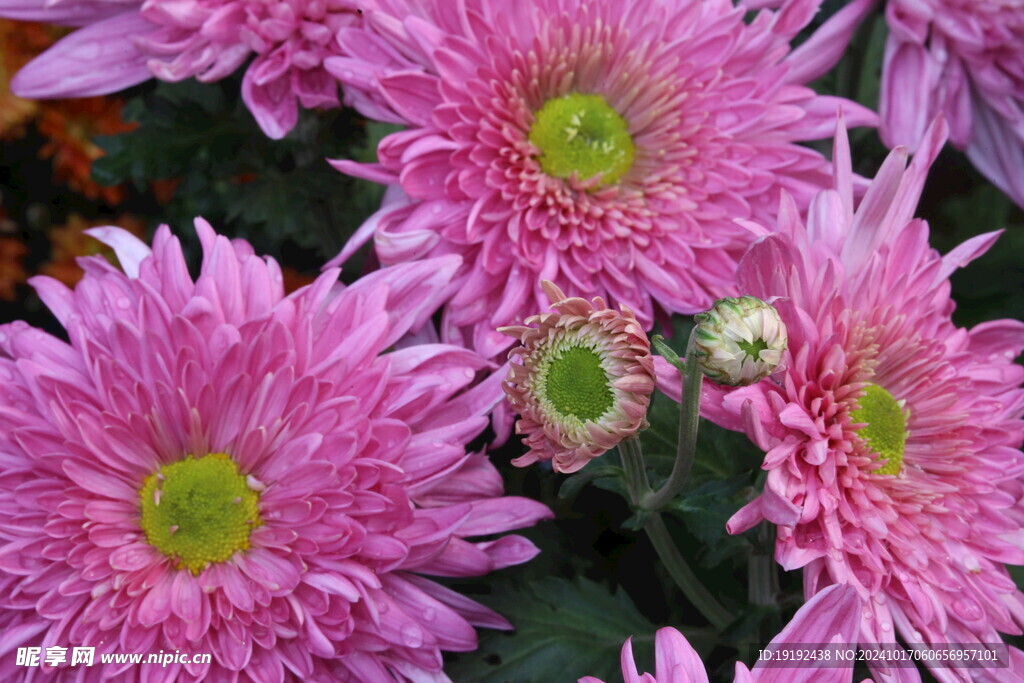 菊花 