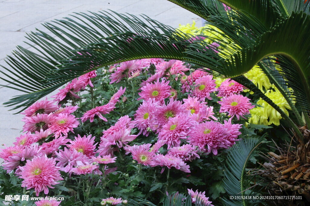 菊花  