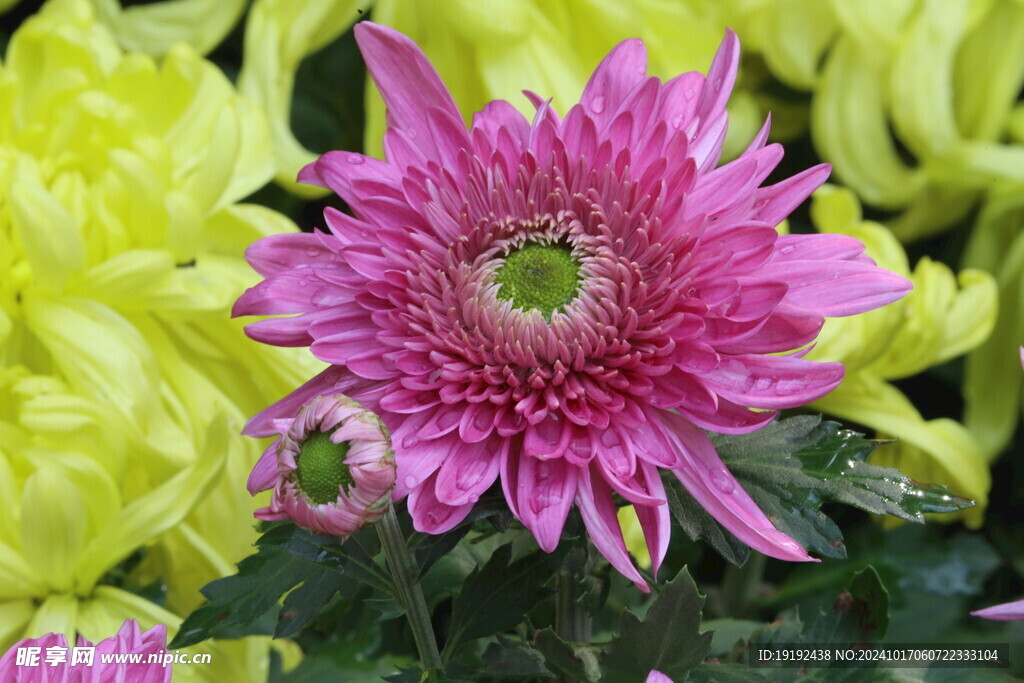 菊花  