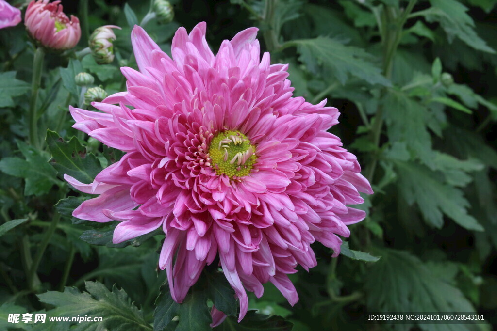 菊花  