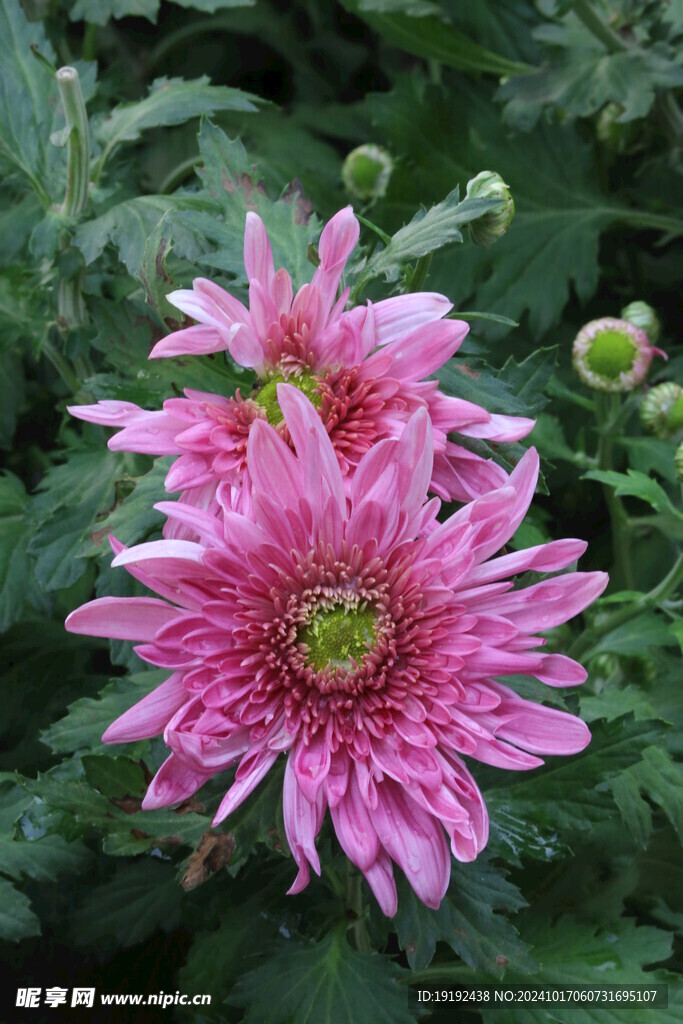 菊花  