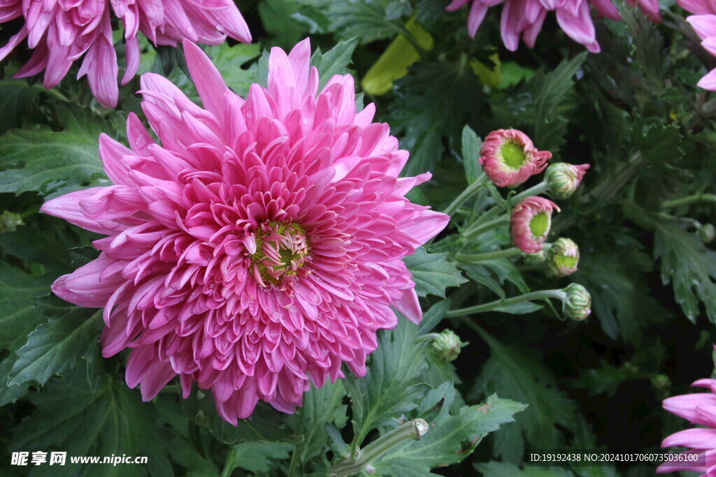 菊花 