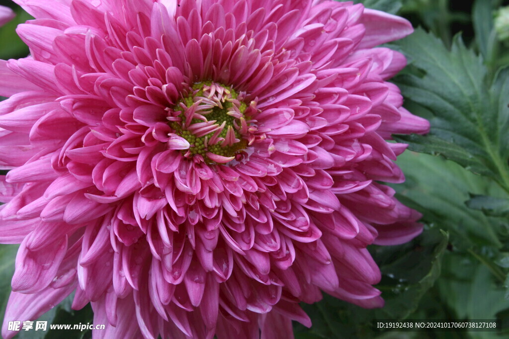 菊花 