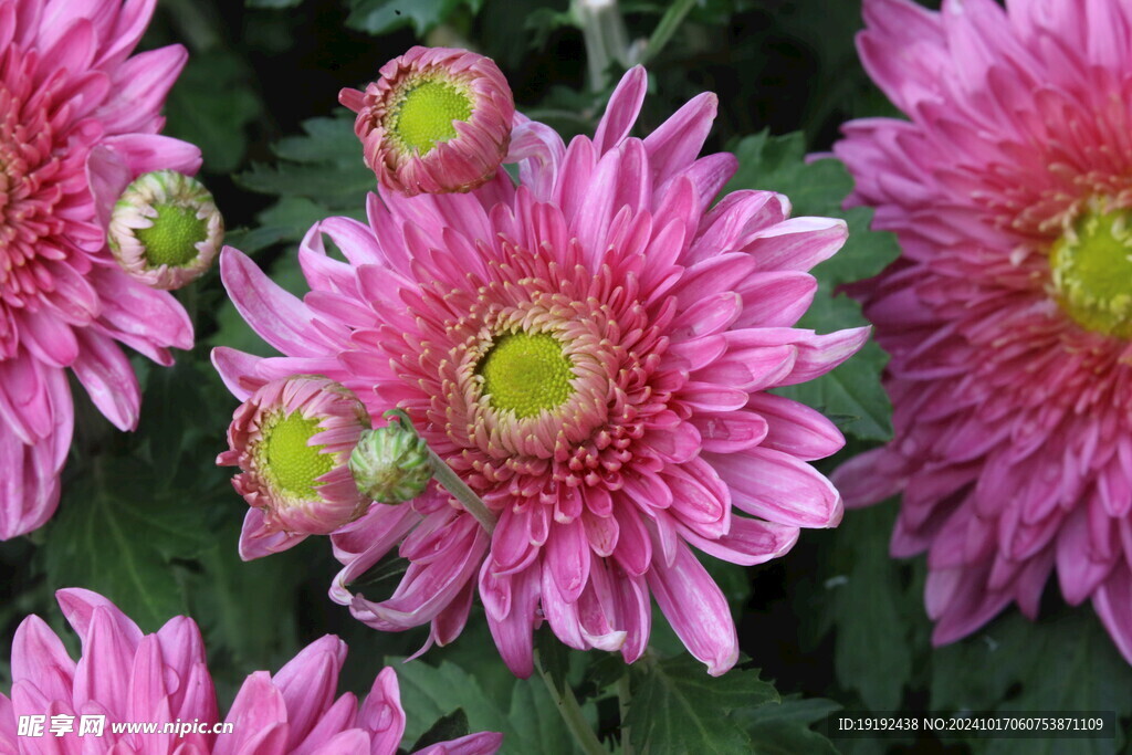 菊花 