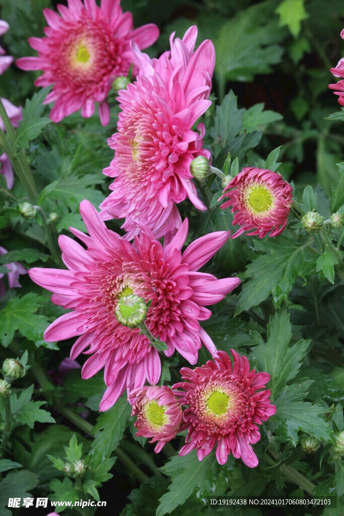 菊花 