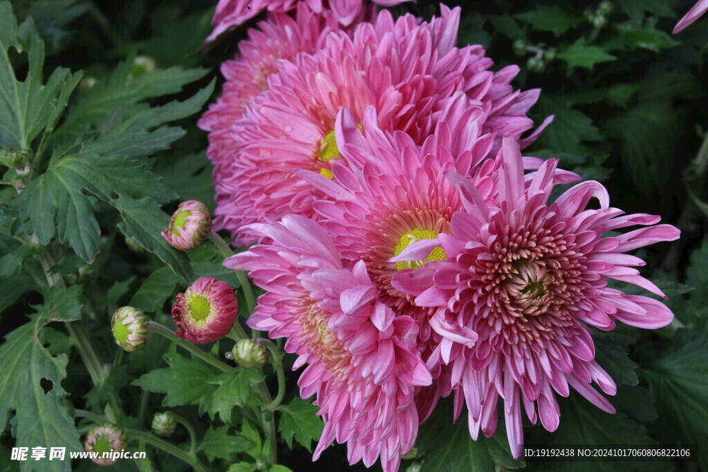 菊花 