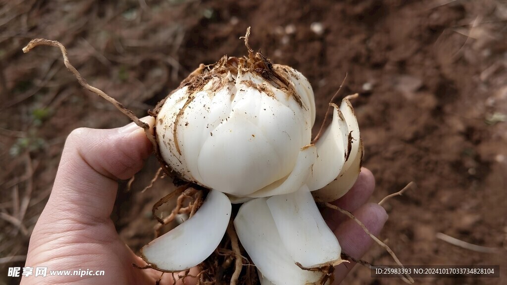百合