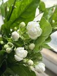 茉莉