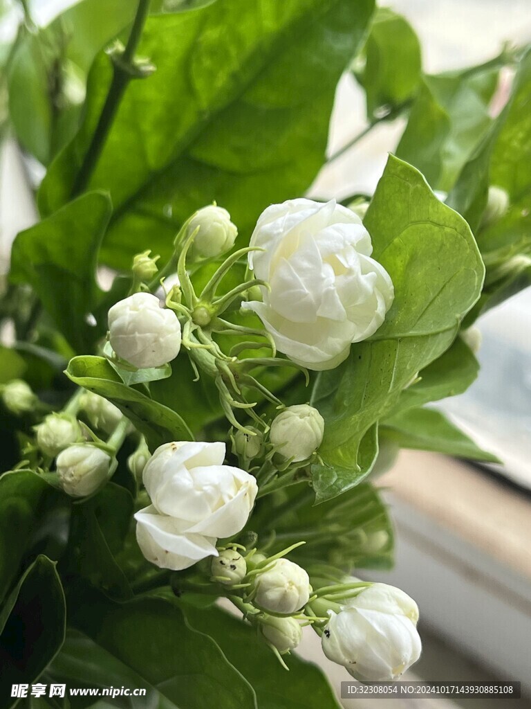 茉莉