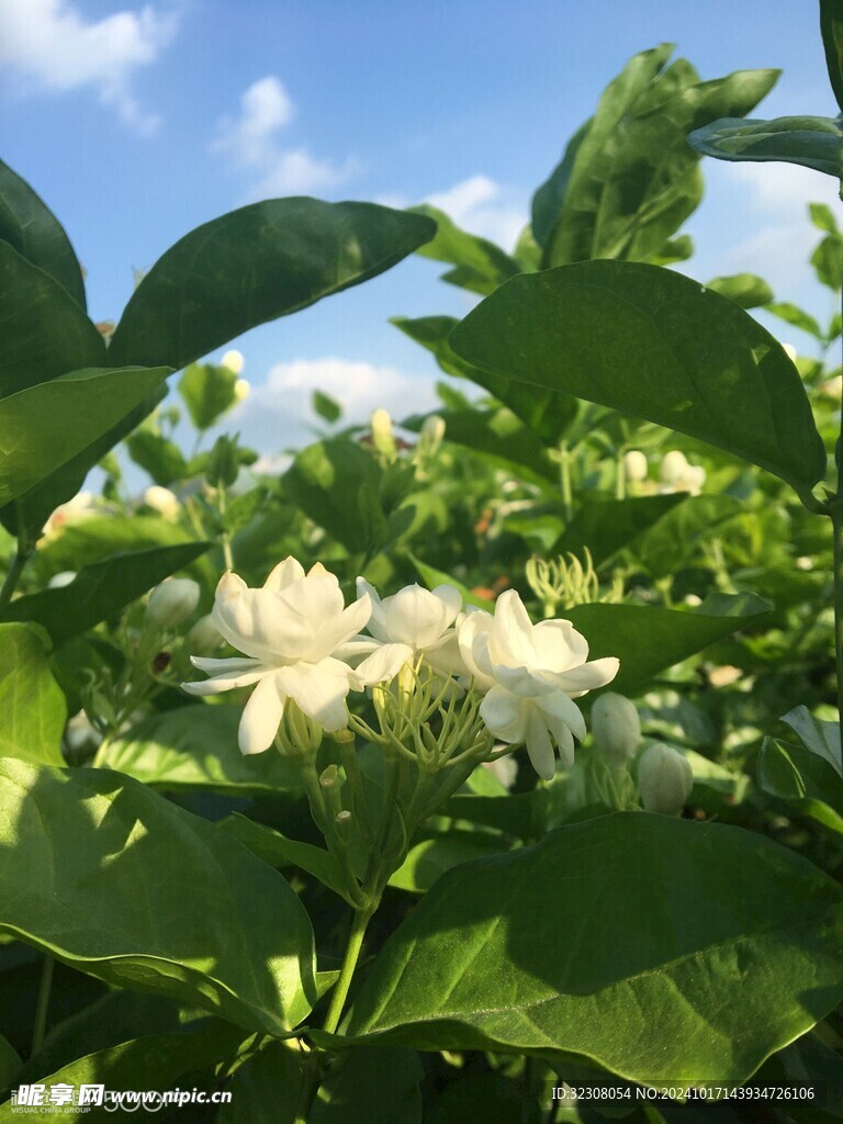 茉莉