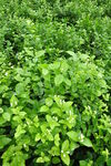 茉莉