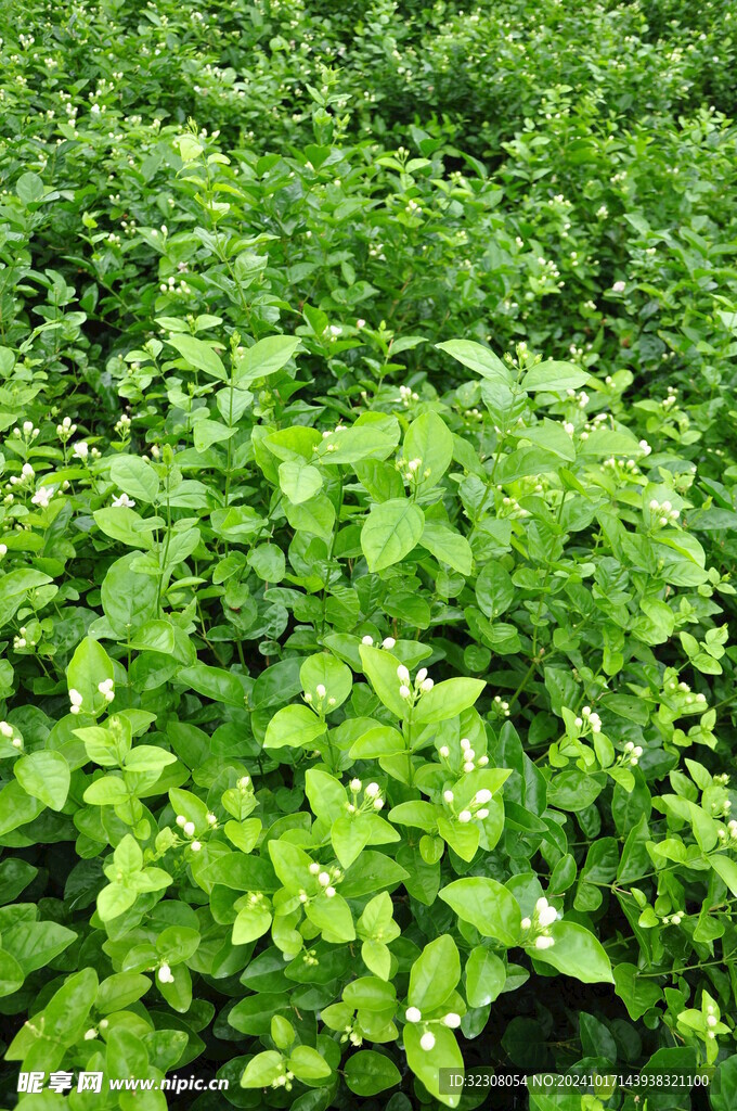 茉莉