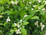 茉莉