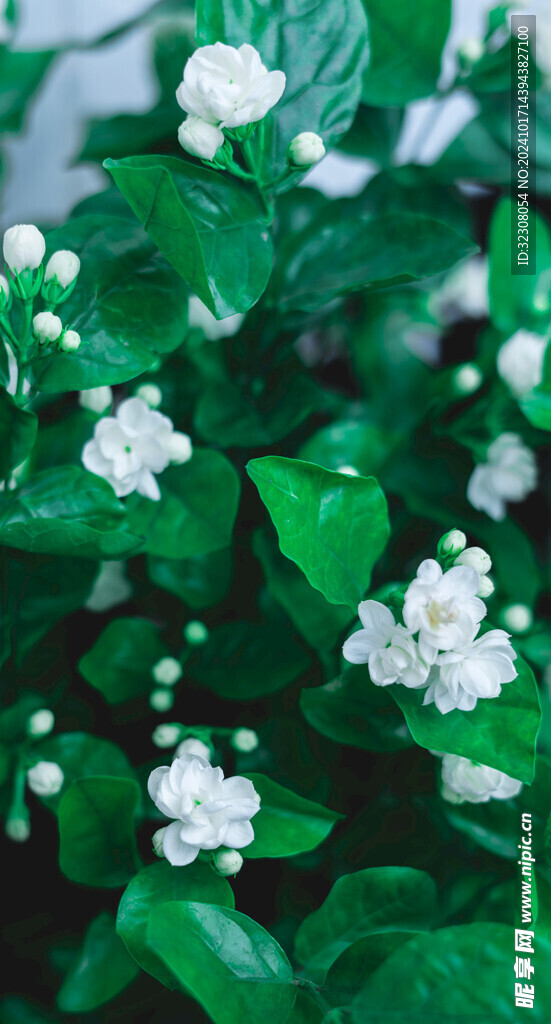 茉莉